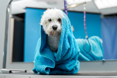 Happy dog wrapped in a towel after a bath in Hampshrie and West Sussex, reflecting a family-friendly and accessible shower room environment.